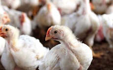 Wild bird migration prompts further avian flu misery 2
