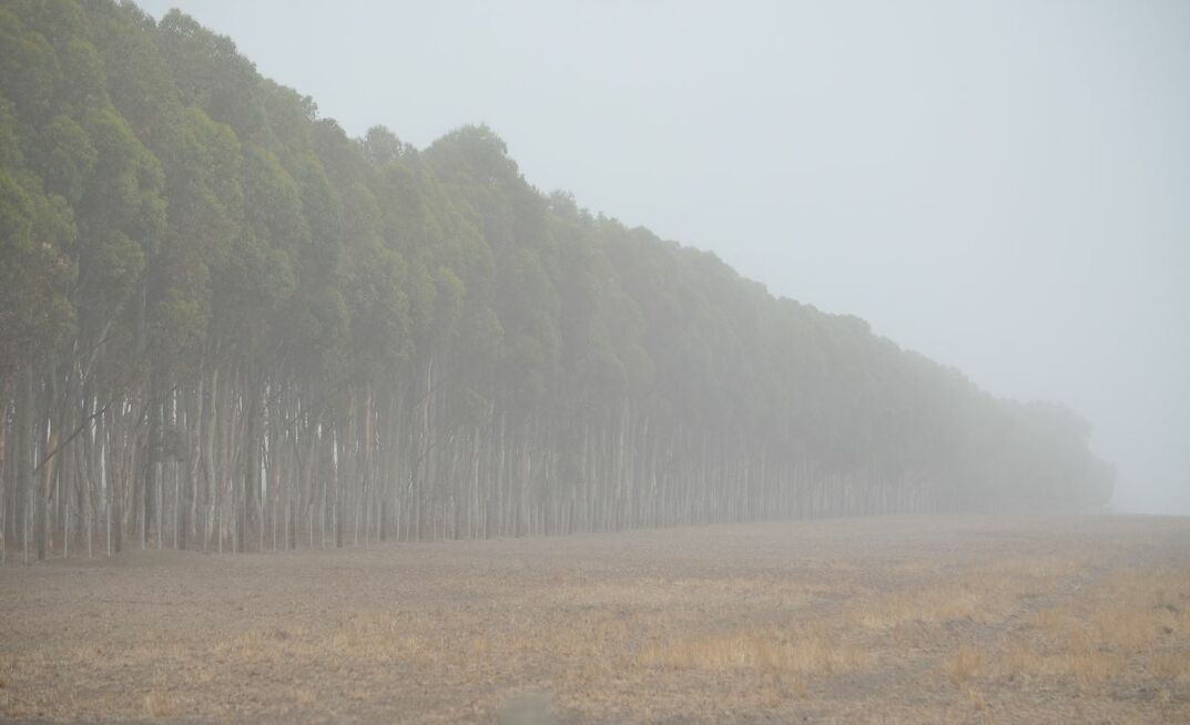 Planting trees may be a part of how livestock producers can transition to lower greenhouse gas emissions. 