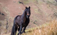 Historic fell ponies are in decline, but could they play a part in your upland farm?