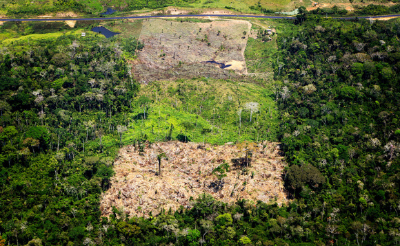 Over £40 million invested in companies at risk of deforestation | Credit:Greg Armfield WWF-UK