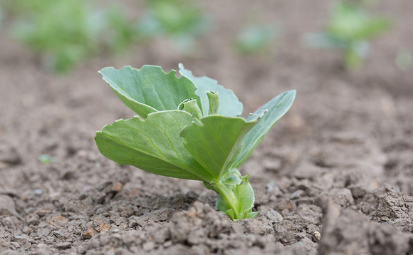 Herbicide could risk deregulation if not safeguarded