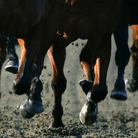 Nevada gaming board increases penalties against horse trainer in Elko races - Casinos &amp; Gaming