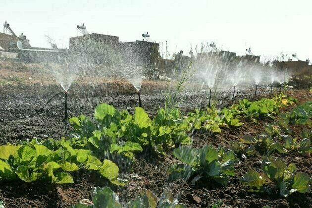 Decades of South African research reveal key strategies to reduce water contamination in fruit and veg