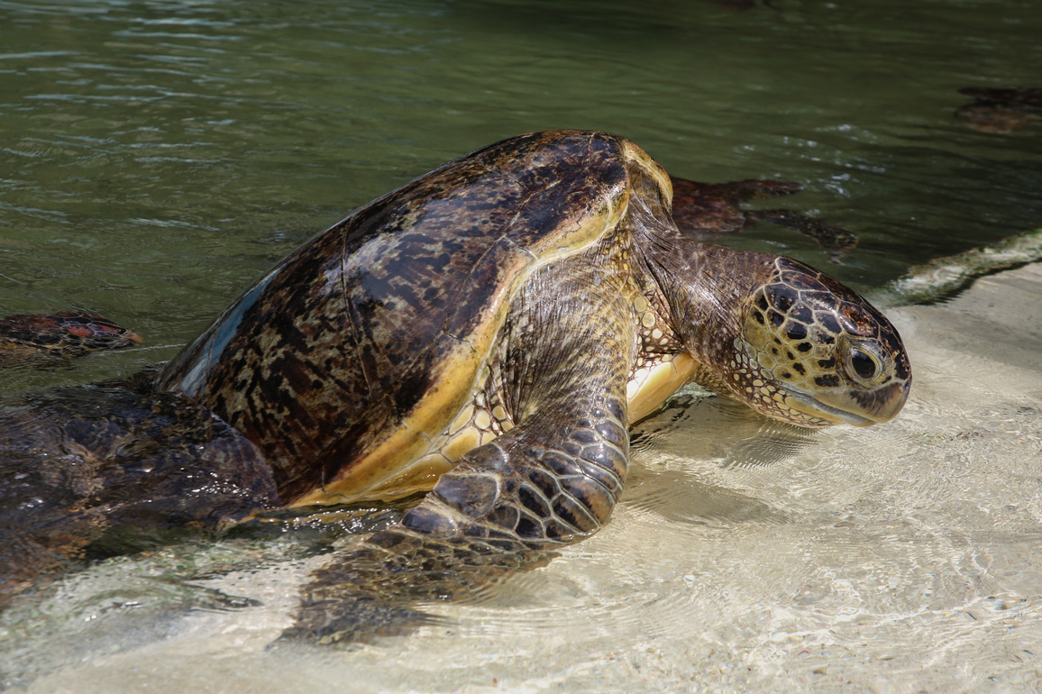 TANZANIA-ZANZIBAR-SEA TURTLE PROTECTION