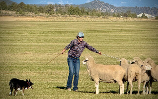 Dog handler focus - Hayley Hunewill: "Their intelligence, instinct and stamina make my operation possible."