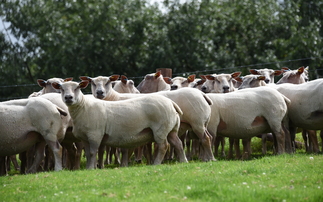 Sheep euthanised as new strain of bluetongue identified