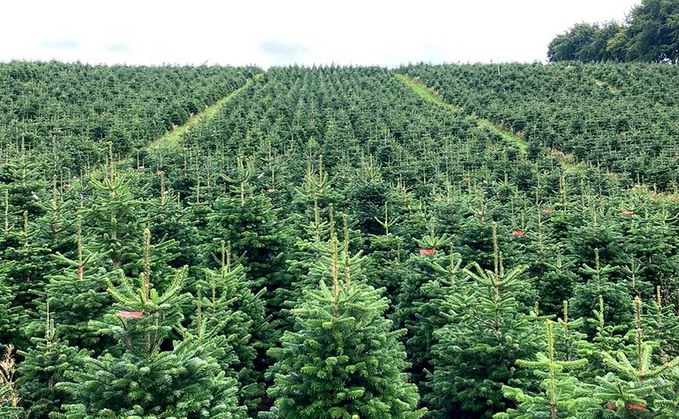 Retailer warns of Christmas tree shortage and price hikes