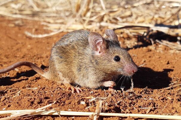 GPA reminded growers that eligibility to purchase and use ZP50 is linked to the latest mouse activity classifications.