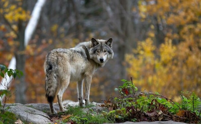 Researchers from the University of Leeds said the reintroduction of wolves in the Scottish Highlands could help sequester an estimated one million tonnes of carbon dioxide each year.