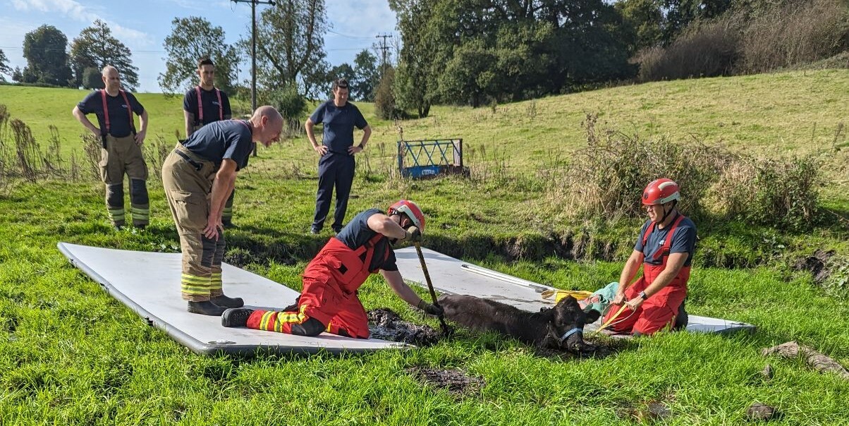 Firefighters from Nottinghamshire and Derbyshire on hand to help the struggling calf which had managed to get stuck in a muddy bog (RSPCA)