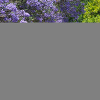 ARGENTINA-BUENOS AIRES-SPRING-JACARANDA-SCENERY