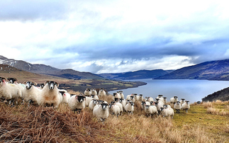 Global sheep industry experts team up on methane reduction initiative