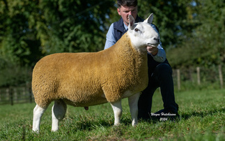 High of 15,000gns for North Country Cheviot rams