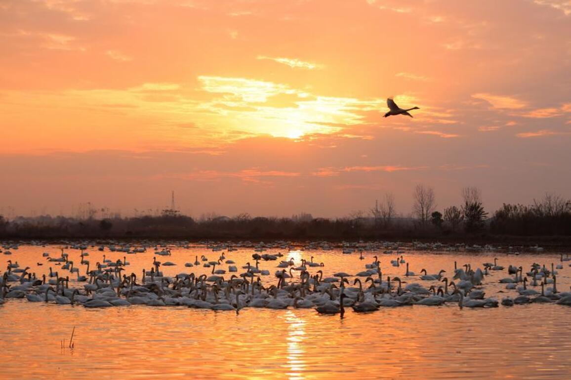 EchoChina | Migratory birds thrive as China's Donggu Lake habitat improves