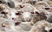 Whitsleblower service launched for live export industry