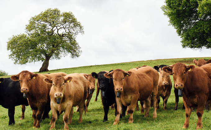 Virtual fencing helps cattle underpin land restoration  