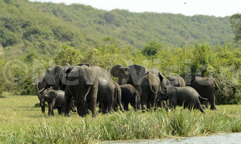 Elephants5 350x210