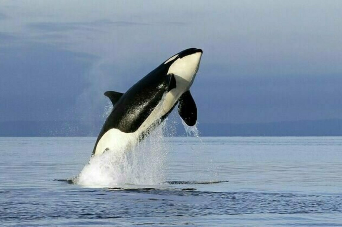In the Salish Sea, tensions surrounding killer whales and salmon are about more than just fishing
