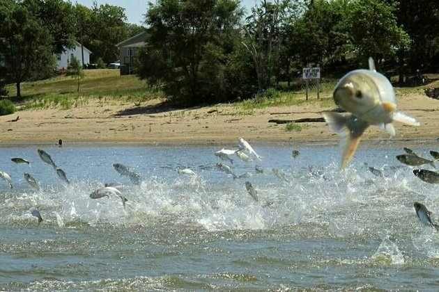 Invasive carp threaten the Great Lakes - and reveal a surprising twist in national politics