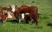 Producers reaffirm push for grass-fed beef levy reform
