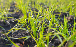 Precision breeding regulations 'a major step forward'