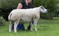 Averages up as Beltex top at 30,000gns