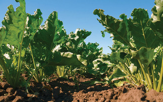 How to maximise sugar beet potential after slow start