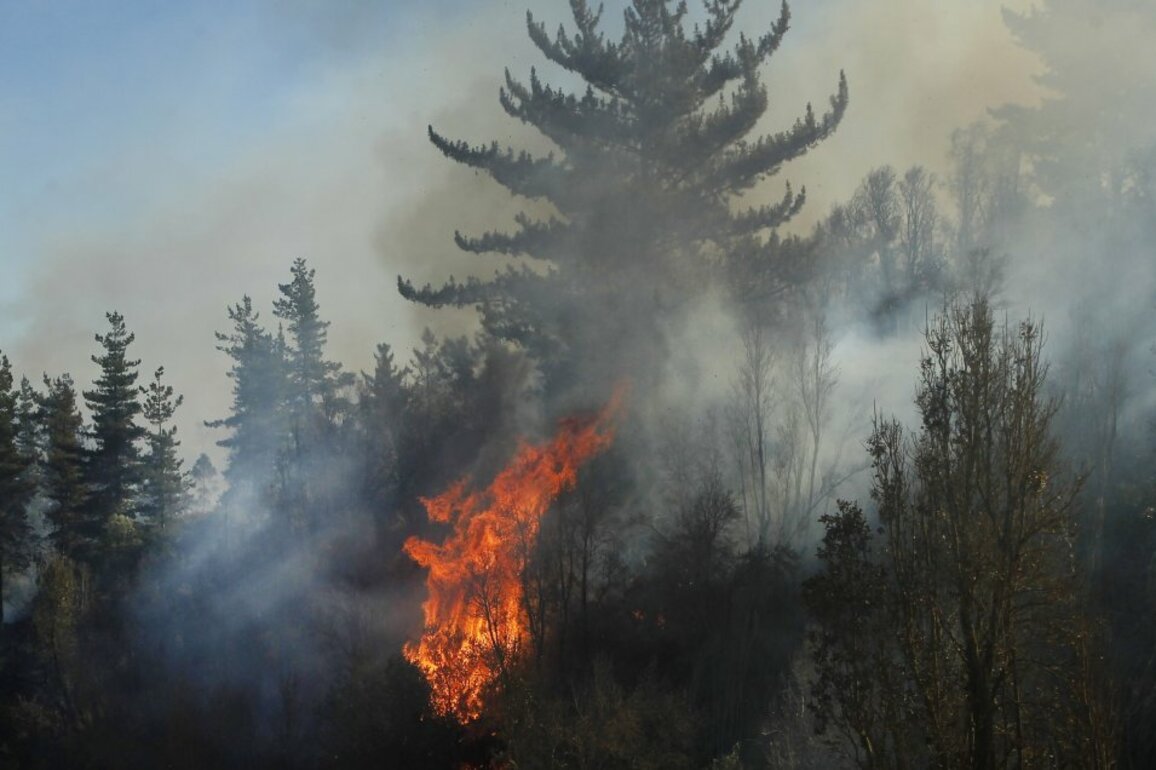 Alcalde de Hualqui- No nos cabe duda de que los incendios han sido provocados - Cooperativa.cl