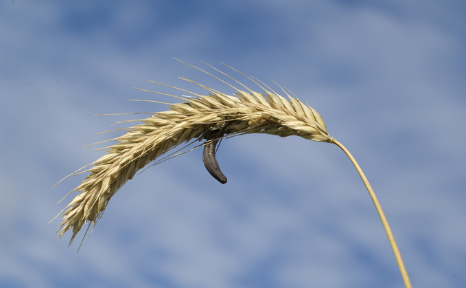 Grass-weeds within crops are thought to be the primary source of ergot infection