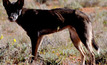 Wild dog activity set to increase in spring