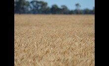  Farming faces challenges post flooding despite the forecast of a bumper national crop. Picture Mark Saunders.