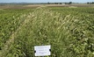  Feathertop Rhodes grass competes strongly and produces masses of seed if it gains a foothold in a mungbean crop. Image courtesy WeedSmart.
