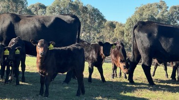 Contract breeding has been a mutually beneficial enterprise for the Howard family from Tarcutta in southern New South Wales and the stud they breed for. 