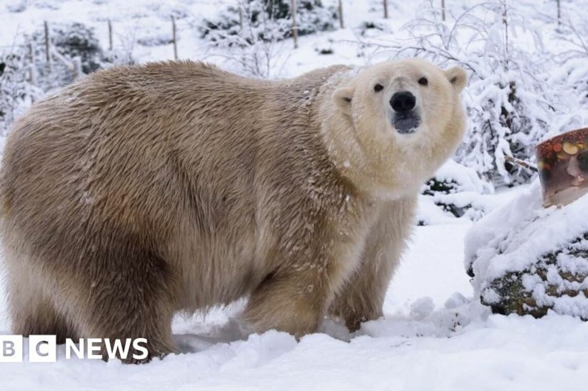 UK's oldest polar bear euthanised at Highland Wildlife Park