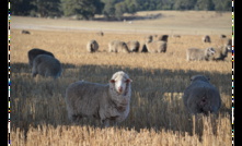  Deep thought: A comprehensive study into shade and sh eep has been completed by adjunct Professor David Masters from the University of Western Australia. Photo: Mark Saunders.