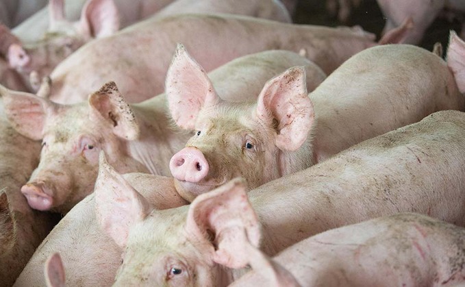 Danish pig herd drops as inflation continues to hit
