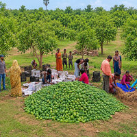 APEDA facilitates first export of fresh Mangoes from Jharkhand to United Kingdom