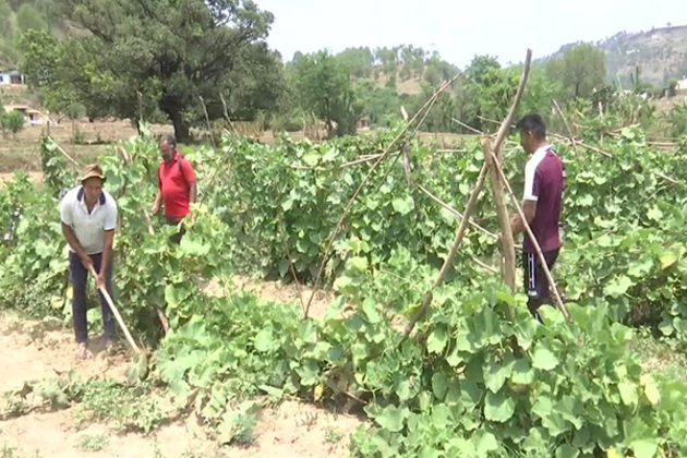 Villagers in the Darhal region resume farming after cessation of hostilities