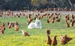 Maremma sheepdogs are often used to guard free-range chicken flocks