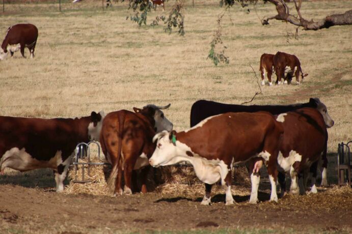 As conditions dry, graziers can use various tools to decide whether to destock, feed or agist livestock.