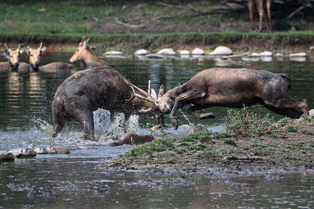 (EcoChina) CHINA-BEIJING-MILU DEER-RECOVERY (CN)