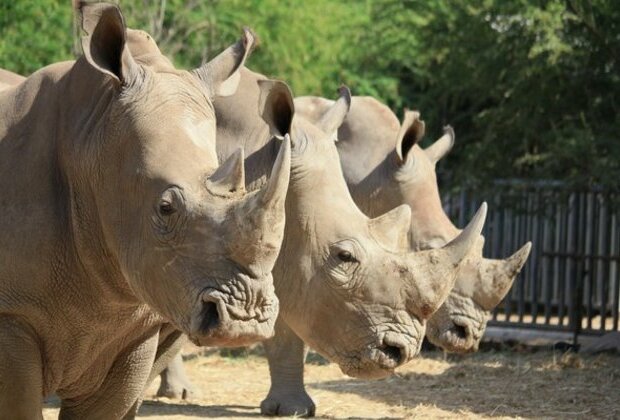 Study reveals how studying poop may help us boost white rhino populations