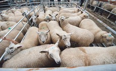 Strong lamb trade brings heady prices