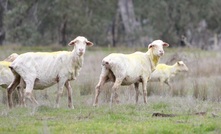  Animal research will be part of a new agricultural science alliance and hub in Sydney. 