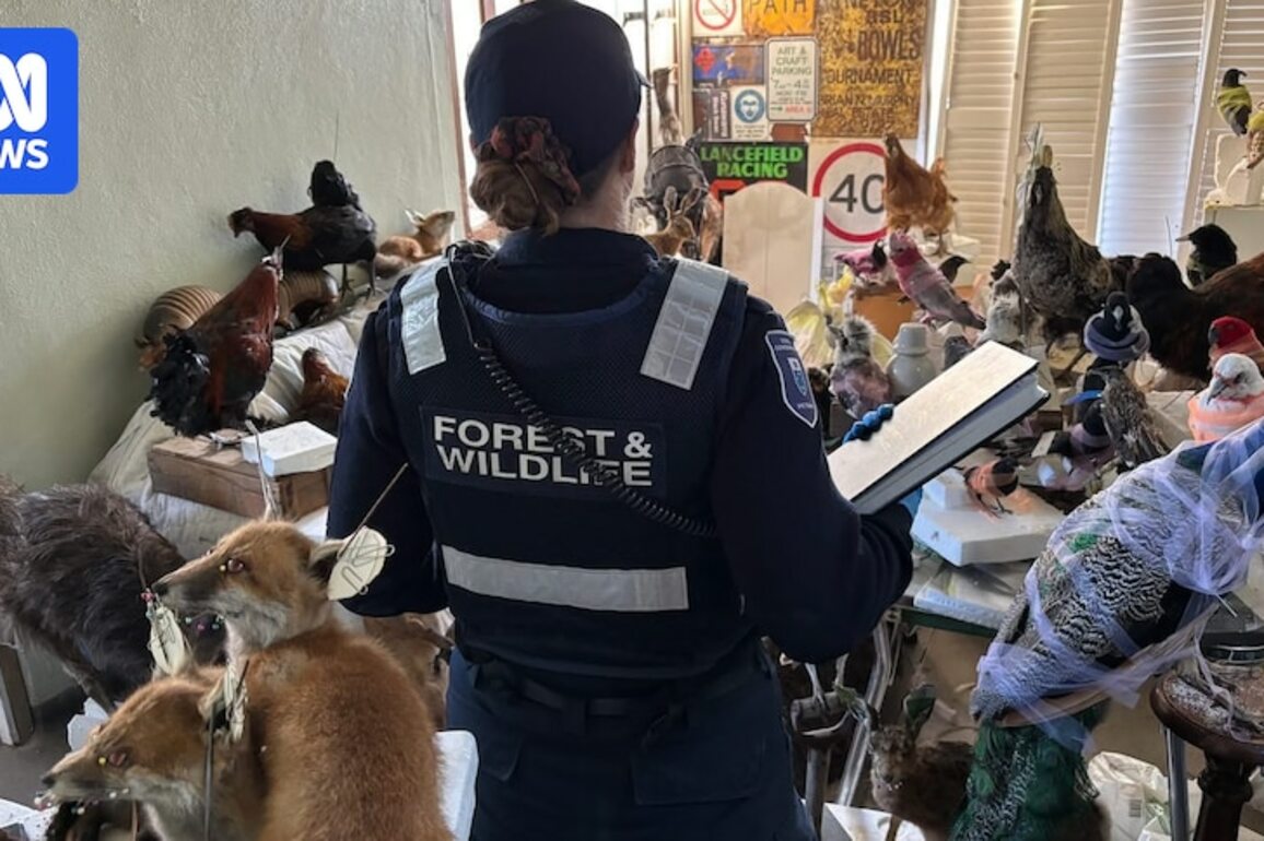 Live and dead animals seized from Kyneton business after investigation