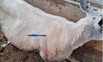Two sheep recovering after sustaining crossbow wounds