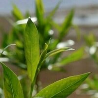 In Wake Of Kakhovka Dam Burst Disaster, Nature Is Reclaiming Land