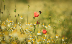 Larger arable farmers take more land out of production