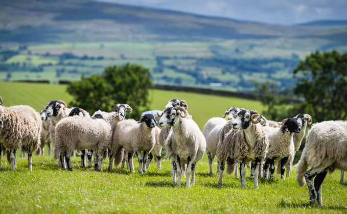 NFU to host online briefing with Defra on bluetongue