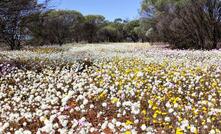  Mullewa everlastings